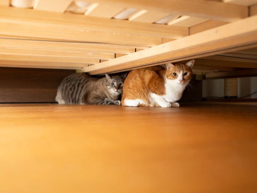 中古マンションのリノベーション後のベッドの下の猫